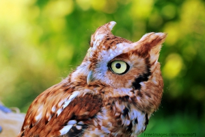 EVENT FULL - Owl Prowl - Discover the Owls of Ninigret Park