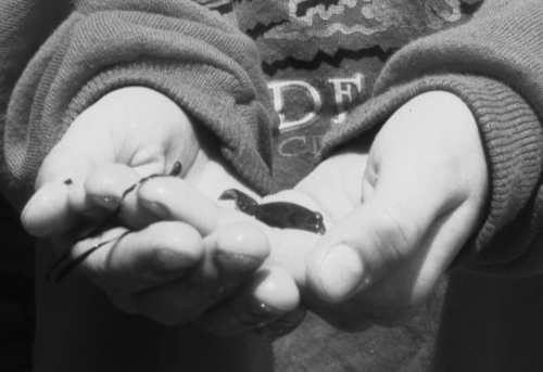 Field Studies for Families - Estuary Adventures