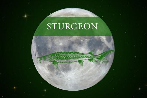 The August Full Moon is called the Full Sturgeon Moon.