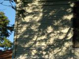 Use Only a Tree to Observe a Solar Eclipse