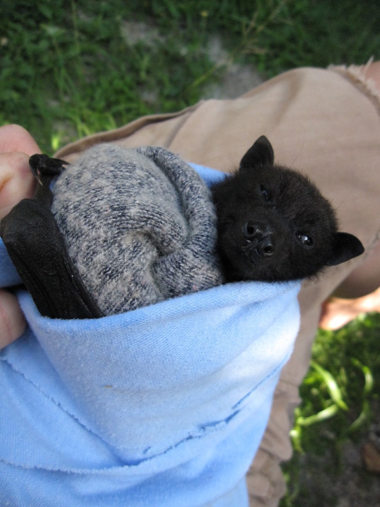 Mariana Fruit Bat