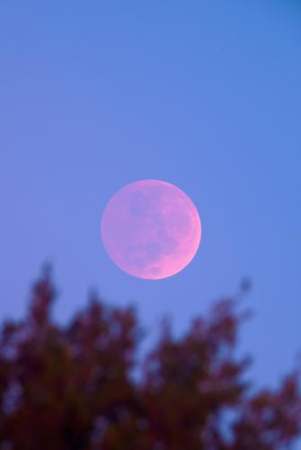 The total eclipse stage of the Nevember 8, 2022 total lunar eclipse, which happened right at sunrise, making the Moon appear a stunning pink color just over the western horizon. Image credit: Frosty Drew Astronomy Team member, Scott MacNeill