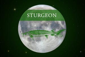 Celebration of Space - August 21, 2026