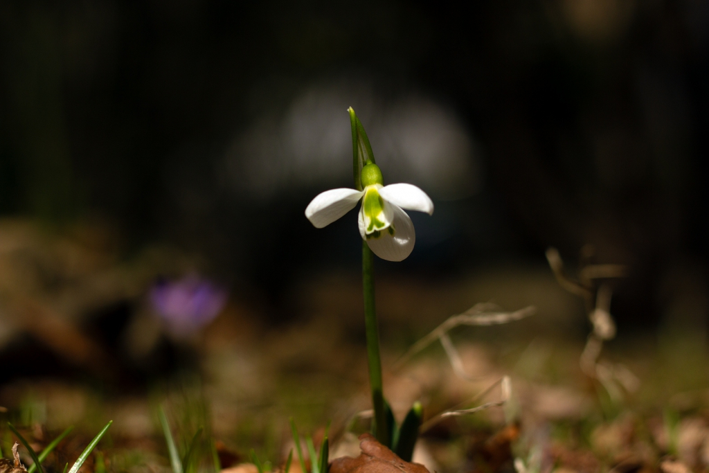 First Snow Drop of Spring