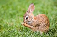 The New England Cottontail