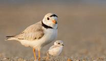 The Piping Plover