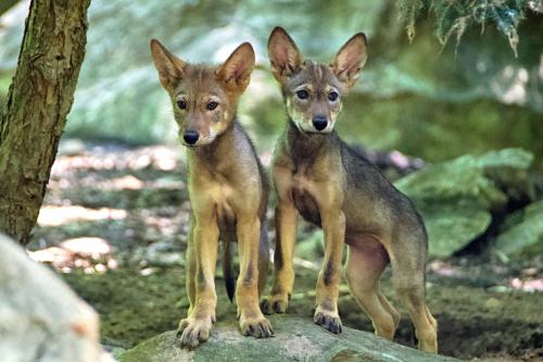 Red wolf pups, which is not something you generally see in the wild. Image credit: <a href='https://www.flickr.com/photos/ucumari/51267487975' title='ucumari photography'>ucumari photography</a>